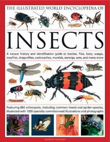 The Illustrated World Encyclopaedia of Insects : A Natural History and Identification Guide to Beetles, Flies, Bees Wasps, Springtails, Mayflies, Stoneflies, Dragonflies, Damselflies, Cockroaches, Mantids, Earwigs ... and Many More
