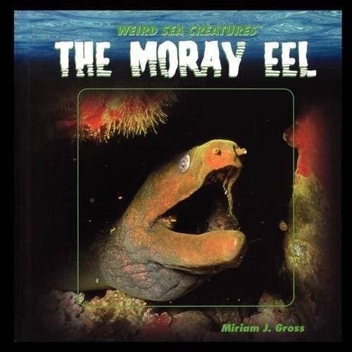Moray Eel